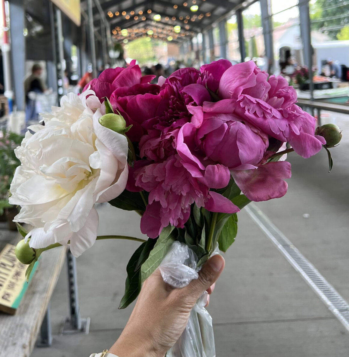 fresh pink and white peony bouquet being held outdoors